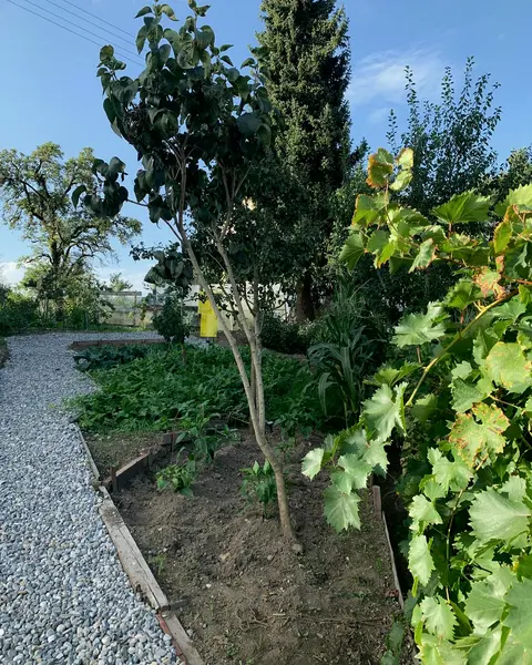 Arbeitsfoto: Eingefasstes Beet mit jungem Baum und Weinreben neben einem Kiesweg.