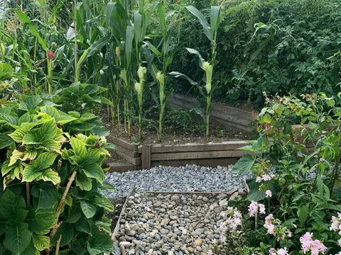 Arbeitsfoto: Kiesweg mit Holzeinfassung zwischen bepflanzten Beeten, im Hintergrund Wohnhäuser.