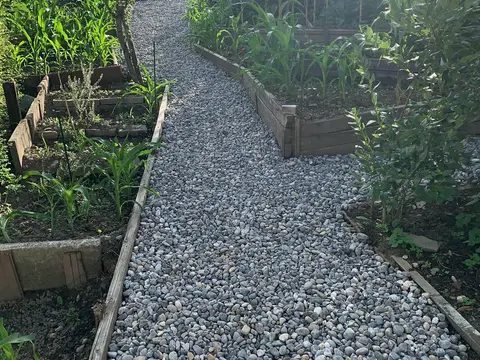 Arbeitsfoto: Kiesweg zwischen eingefassten Hochbeeten mit jungen Pflanzen.