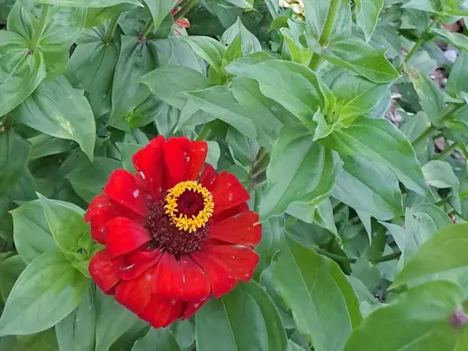 Rote Blüte mit gelber Mitte zwischen grünen Blättern