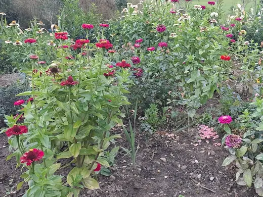 Blumenbeet mit roten, pinken und weißen Blüten auf hohen Stängeln, davor offene Erde