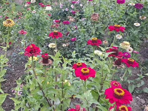 Beet mit roten, pinken, gelben und weißen Blüten zwischen grünem Laub