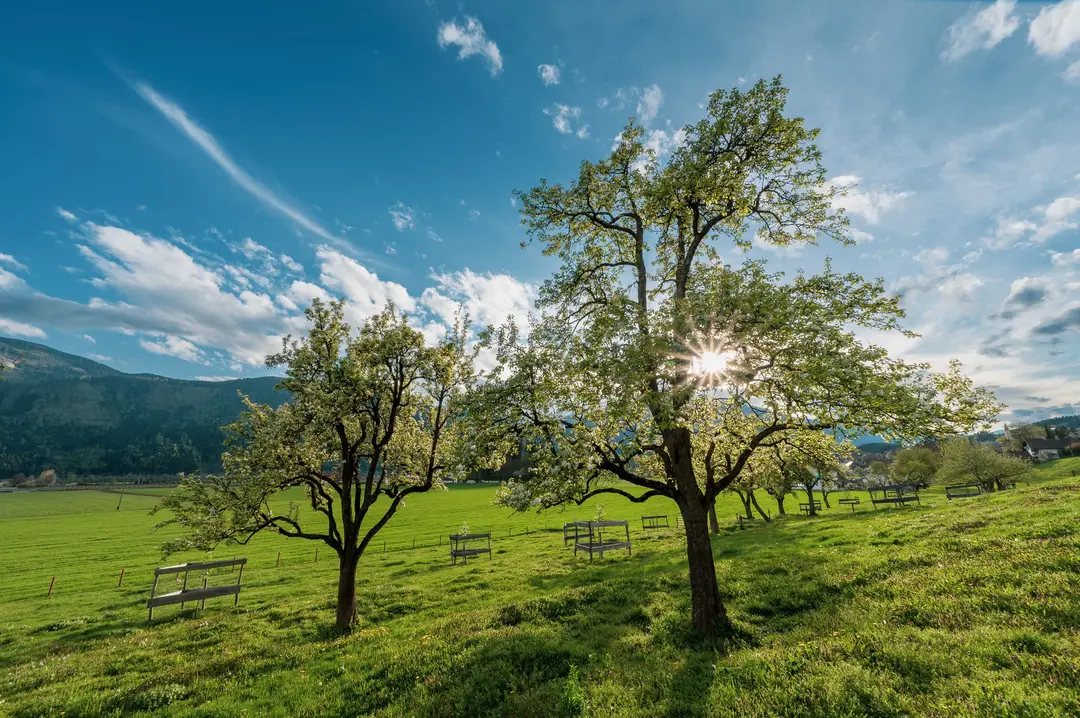 Obstwiese mit alten Bäumen im warmen Abendlicht vor einer grünen Hügellandschaft